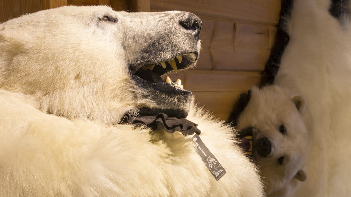Nad krádeží obřího vycpaného ledního medvěda v Kanadě zůstává rozum stát